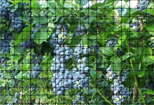 Blueberry Tree Protective Net
